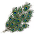 A beautiful bunch of iridescent peacock feathers with distinctive eye spots isolated on white background Royalty Free Stock Photo