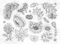 Collection vintage floral motif. William Moriss style art and craft movement. Design outline flower symbol. Royalty Free Stock Photo