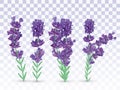 Collection violet lavender with green leaf isolated on transparent background. Bunch flower. Lavender close up. Fragrant Royalty Free Stock Photo