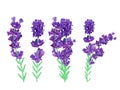 Collection violet lavender with green leaf isolated on white background. Bunch flower. Lavender close up. Fragrant