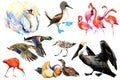 Collection of water bird and waterfowl. Duck, flamingo, pelican, heron, crane, swan.