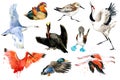 Collection of water bird and waterfowl. Duck, flamingo, pelican, heron, crane, swan.