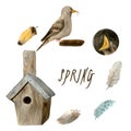 Collection of watercolor bird Robin, branches, spring twigs and feathers, illustration in vintage style.