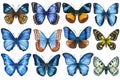 Collection Watercolor colorful butterflies isolated on white background. Spring blue butterfly illustration. Royalty Free Stock Photo