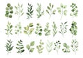 Collection of watercolor greenery branch leaves twigs floral plant forest herbs isolated