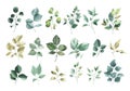 Collection of watercolor greenery floral rose leaf plant Royalty Free Stock Photo