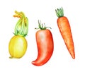 A collection of watercolor hand drawn carrot, courgette and sweet red pepper