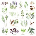 Collection of watercolor hand drawn herbs on white background.