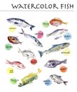 Collection of watercolor hand drawn signed fish Royalty Free Stock Photo