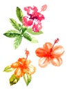 Collection of watercolor hibiscus flowers