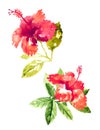 Collection of watercolor hibiscus flowers