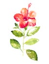 Collection of watercolor hibiscus flowers