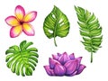 Collection of watercolor illustrations of tropical plants and flowers.