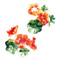 Collection of watercolor nasturtium flowers