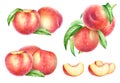 Collection of watercolor peach fruits with leaves