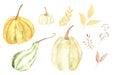 Collection of watercolor pumpkins for decor and design. Clipart of pumpkins.