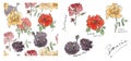 Collection of watercolor roses with ink. Illustration of multicolor flowers and pattern in the sketch style. Summer Royalty Free Stock Photo