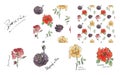 Collection of watercolor roses with ink. Illustration of multicolor flowers and pattern in the sketch style. Summer Royalty Free Stock Photo