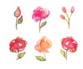 Set watercolor roses illustration stylized flower creativity