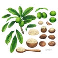 Collection of watercolor shea plants. Nuts, leaves and butter inside the woodeb bowl and spoon