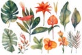 Collection of watercolor wild tropical leaves and flowers, jungle plant leaves isolated on white background, monstera, hibiscus fl