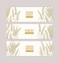 Collection of web banner templates with wheat ears or spikelets on white background. Cultivated plant, cereal grain or