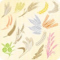 Collection of wheat ears and sheafs Royalty Free Stock Photo