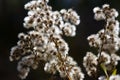 Collection of White Burs Waiting on an Autumn Bush