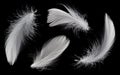 Collection of White Feathers Isolated on Black Background Royalty Free Stock Photo