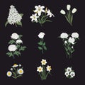 Collection of white flowers on a black background. Daffodils, peonies, lilac, tulips, chamomile, chrysanthemums, pansies, rose Royalty Free Stock Photo
