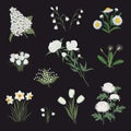 Collection of white flowers on a black background Royalty Free Stock Photo