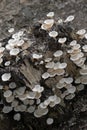 a collection of white mushrooms that grow on the remains of dead tree trunks