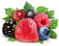 Collection of wild berries with leaves Royalty Free Stock Photo