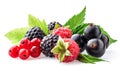 Collection of wild berries on white Royalty Free Stock Photo