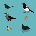 Wild birds collection vector illustrations