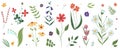 Collection of wild blooming meadow flowers. Flat colorful botanical vector illustration. Royalty Free Stock Photo