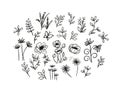 Collection of wild flowers, poppies, dandelions, different branches of leaves in doodles