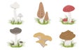 Collection of Wild Forest Mushrooms Set, Edible and Poisonous Mushrooms Vector Illustration Royalty Free Stock Photo