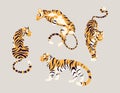 Collection of wild oriental tigers in different poses. Large striped cats for traditional festival, zoo or calendar