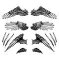 Collection of wings for your design