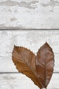 Winter Dead Leaves for Border Background Royalty Free Stock Photo