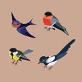 Collection of winter city birds Royalty Free Stock Photo