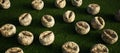 A collection of worn old footballs on artificial grass. Royalty Free Stock Photo