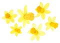 Collection of yellow bright narcissus flowers isolated on white background. Daffodil flowers