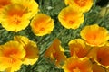 Yellow California Poppy