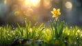 Collection of yellow daffodil flowers with water droplets