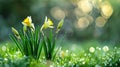 Collection of yellow daffodil flowers with water droplets