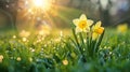 Collection of yellow daffodil flowers with water droplets