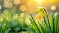 Collection of yellow daffodil flowers with water droplets