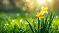 Collection of yellow daffodil flowers with water droplets